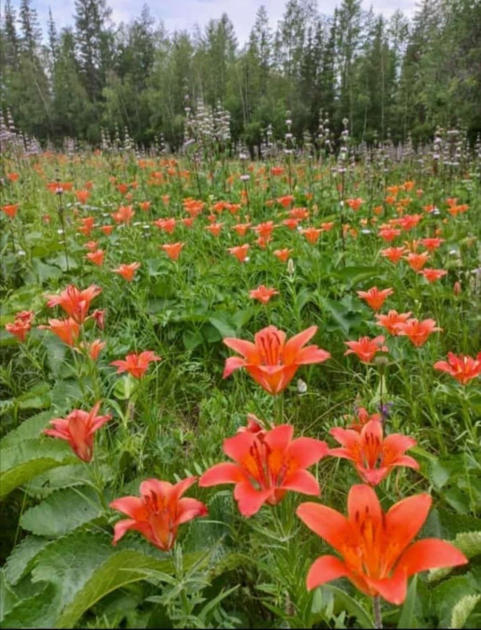 Сардаана сибэкки картинки