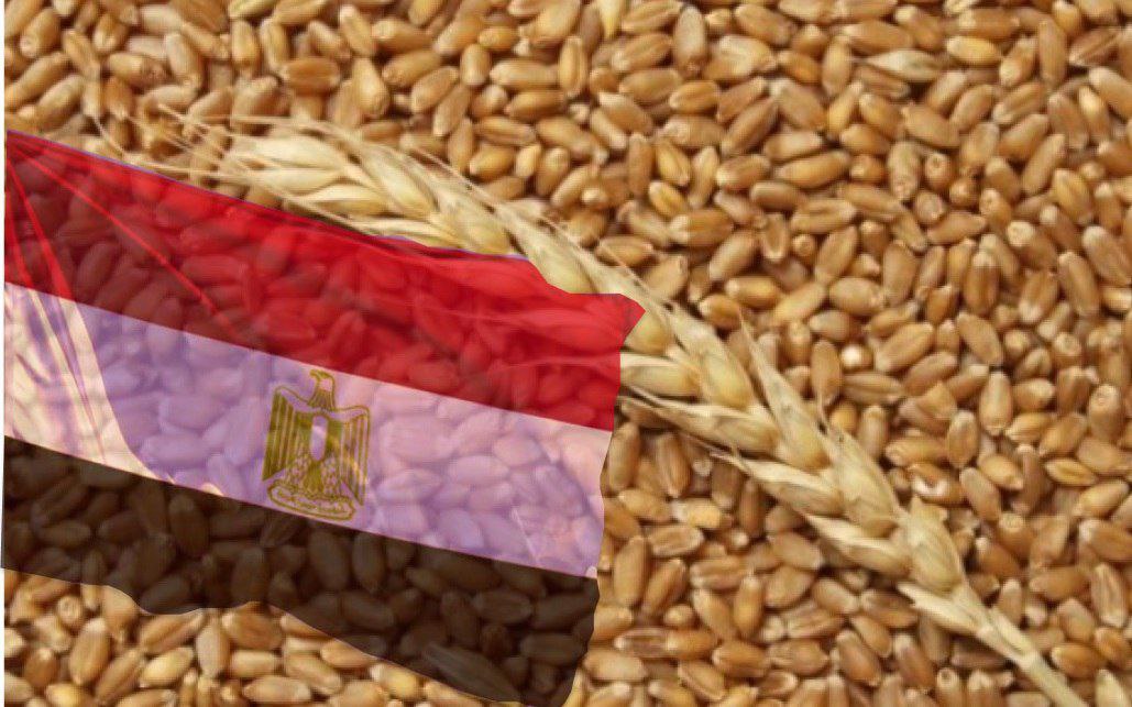 Пшеница европейский юг. Тендера Египет.