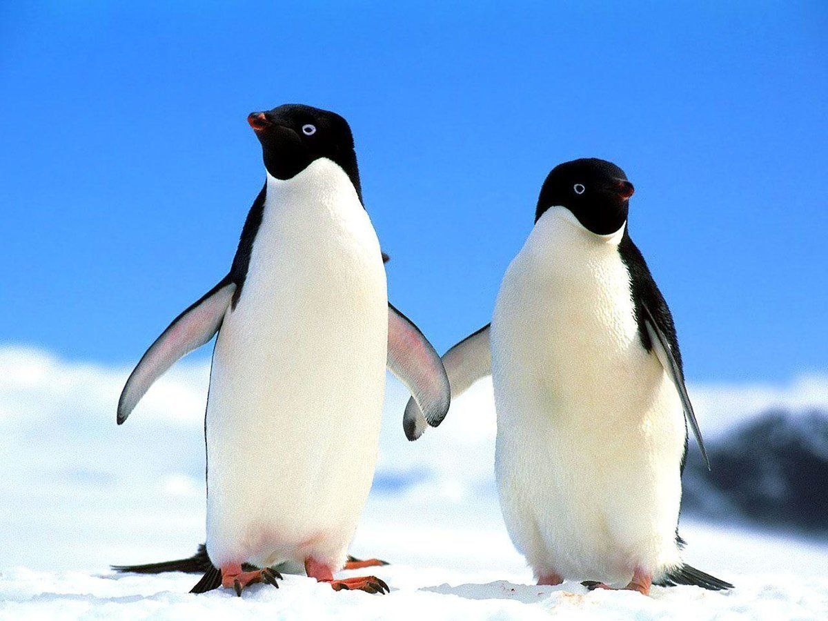 Где живут пингвины на каком материке. Дружба. Демотиваторы со смыслом. Друг это одна душа живущая в двух телах. Про друзей.