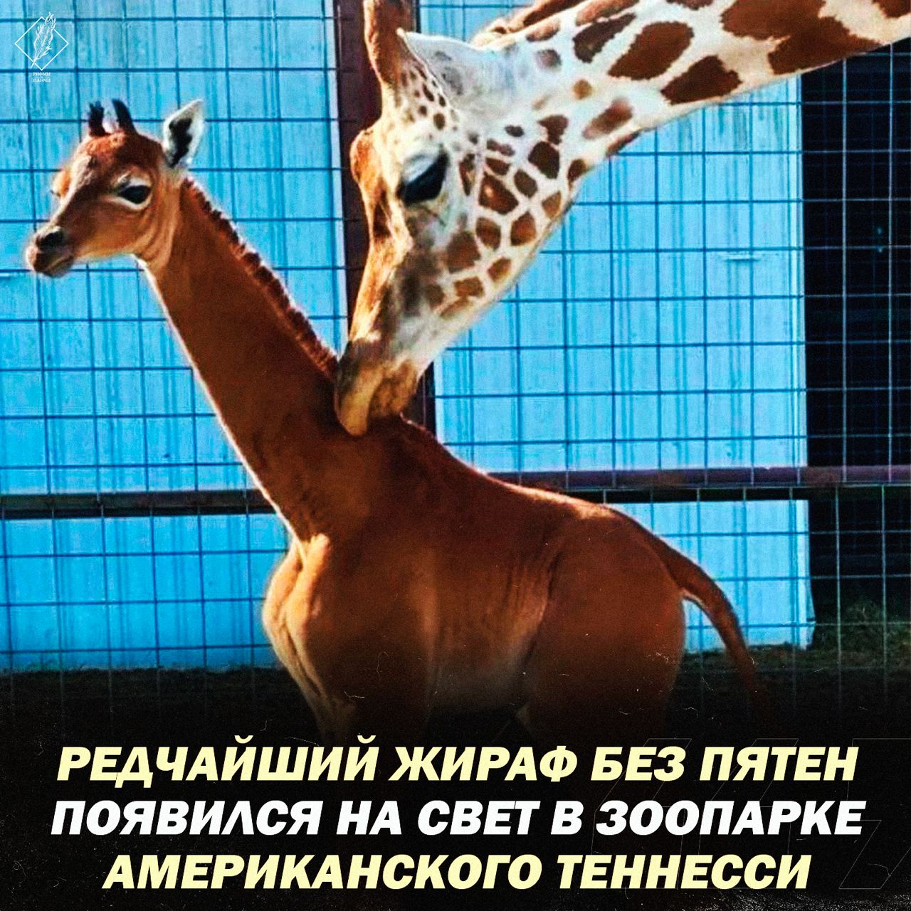 Картинка жирафа без пятен