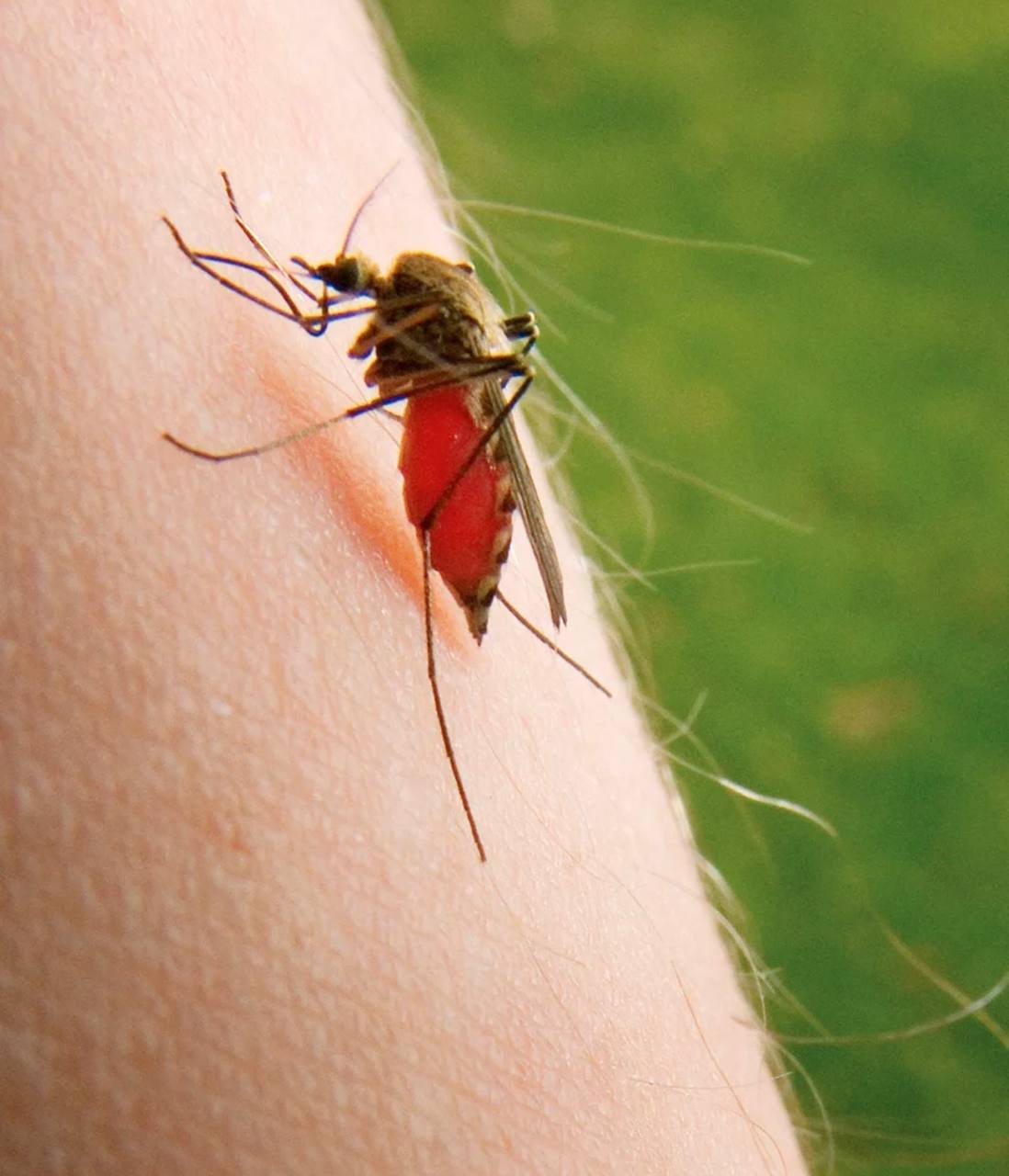 Малярийная муха. Укус комара долгоножки. Насекомое малярийный комар.