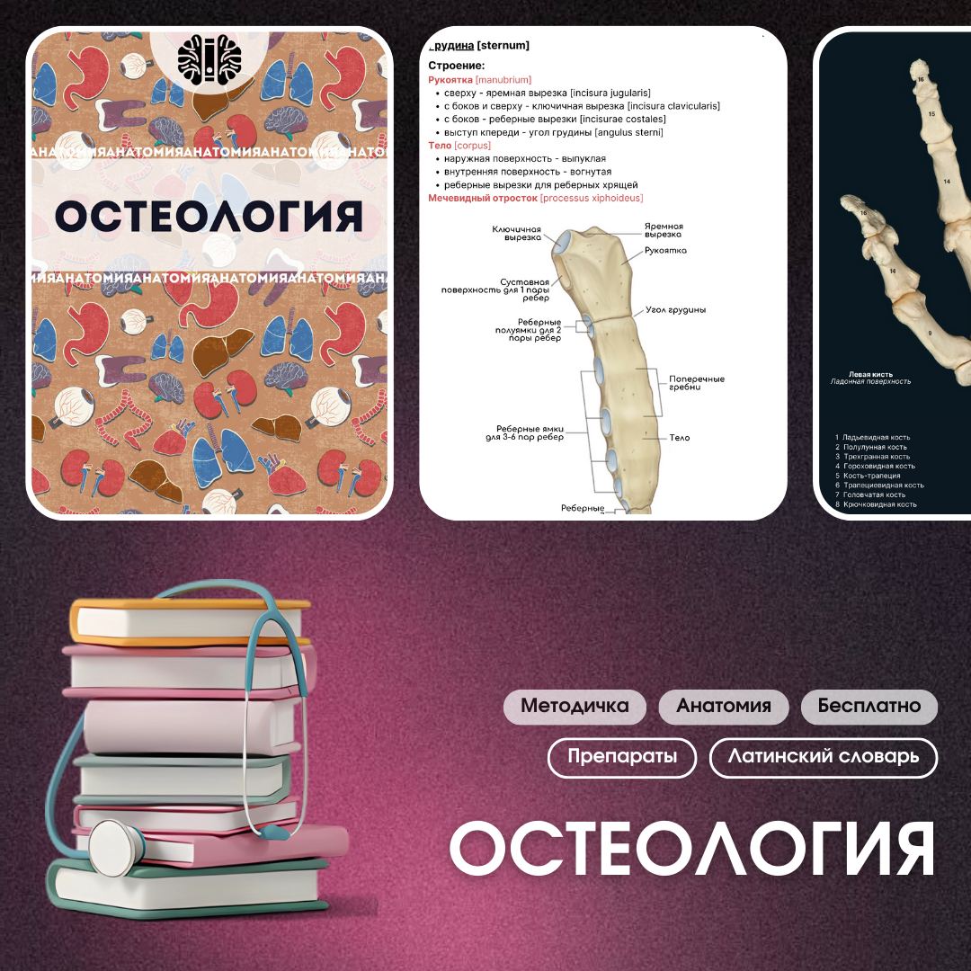 Выучить кости. Остеология. Словарь по остеологии. Тест по остеологии.