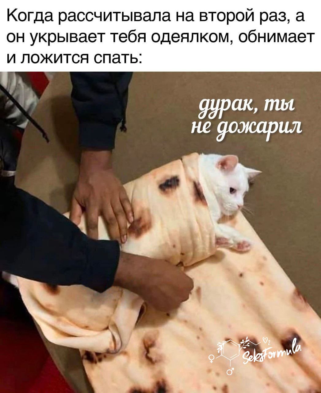 Делать шаурму из собак мем