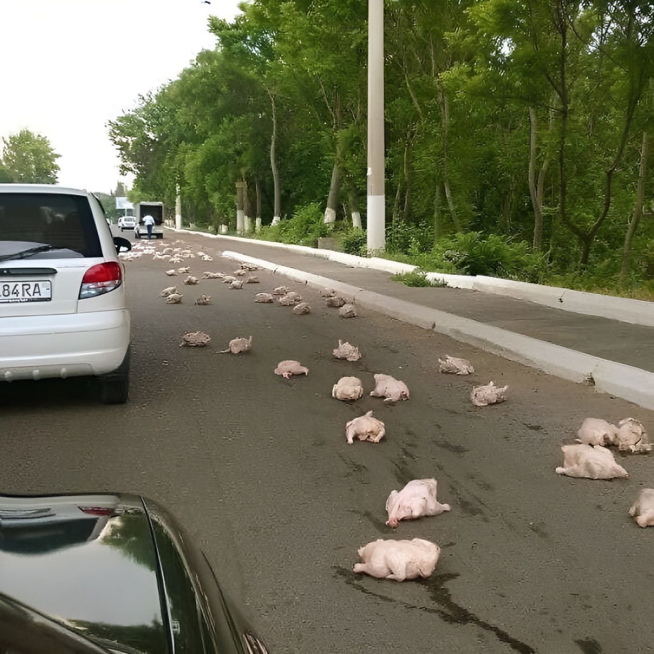 Куры дорога. Приколы на дорогах. Смешная дорога. Приколы про дороги. Дора прикол.