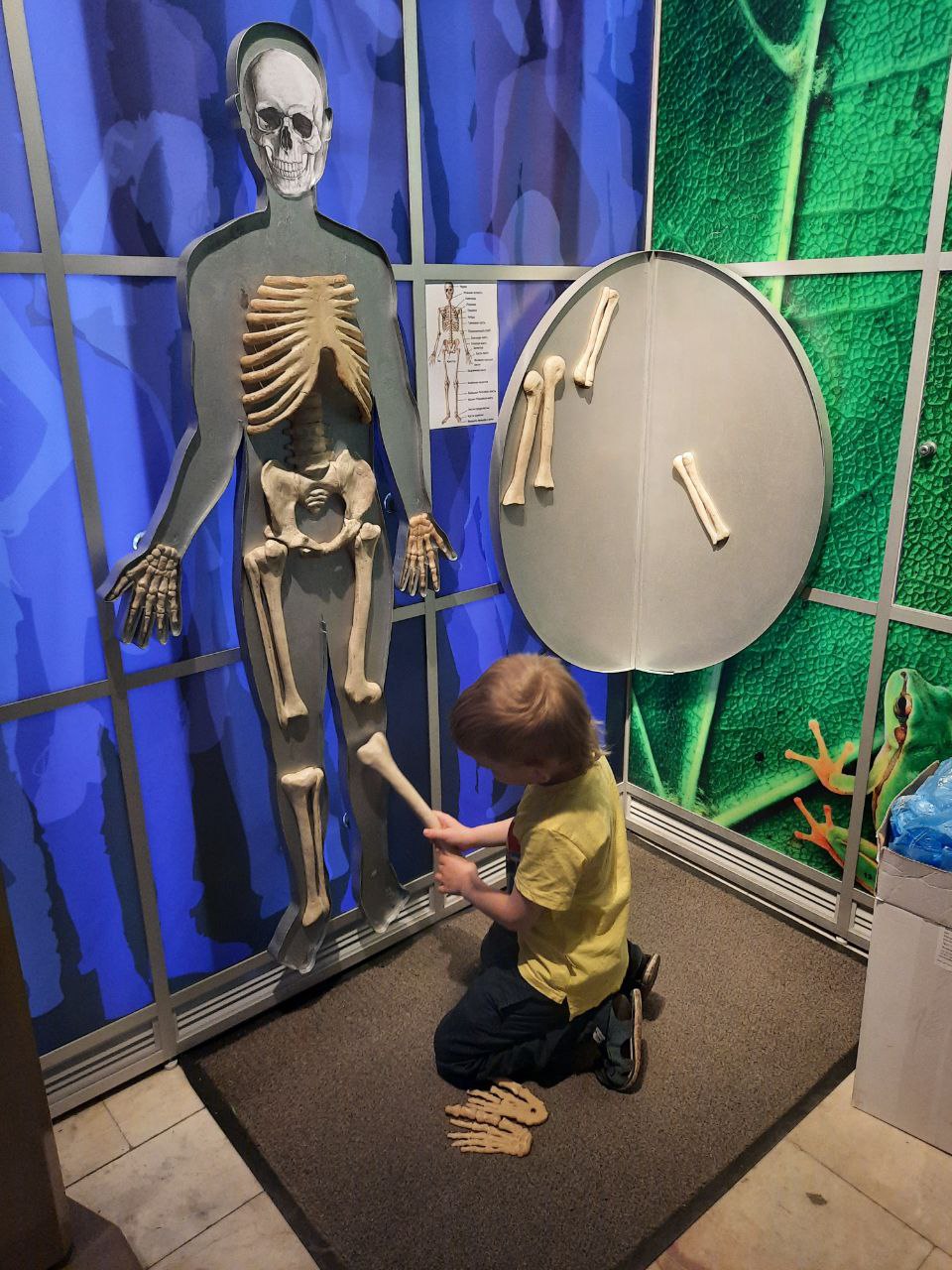 Музей познай себя познай мир. Познай себя Познай мир Дарвиновский музей. Мальчик в музее. Образ экспоната из музея. Собрали скелет в музее неправильно.