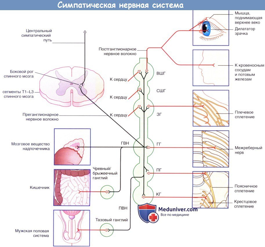 Симпатическая офтальмия это