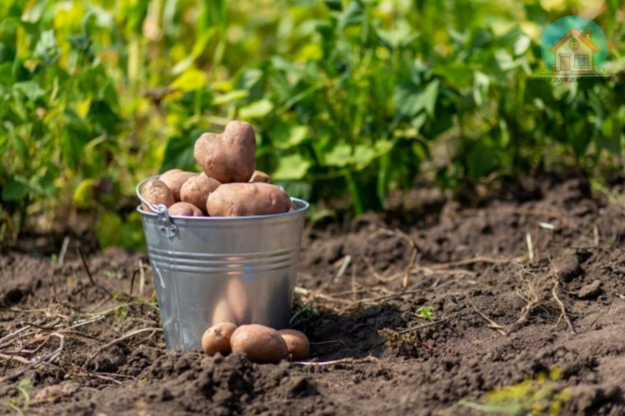 Перед посадки картошку можно