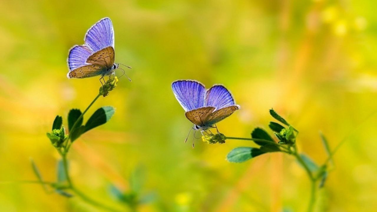 2 летающие бабочки. Бабочки в природе. Луговые бабочки. Бабочки на лугу. Бабочка на цветке.