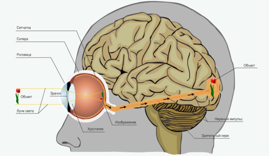 Как изображение попадает в мозг