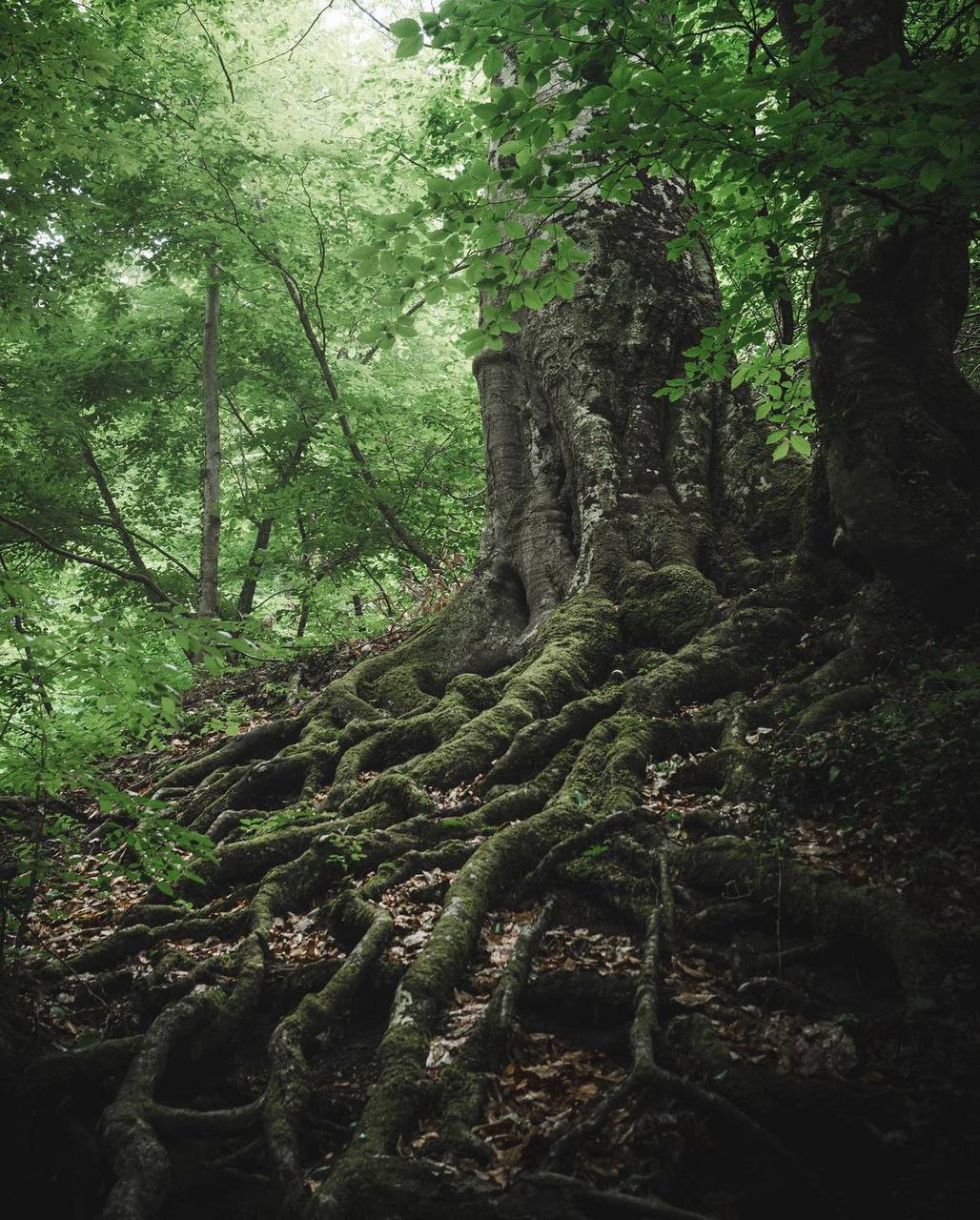 Буковые леса Крыма. Осенние туманы. Photographer Elena Kovrigina