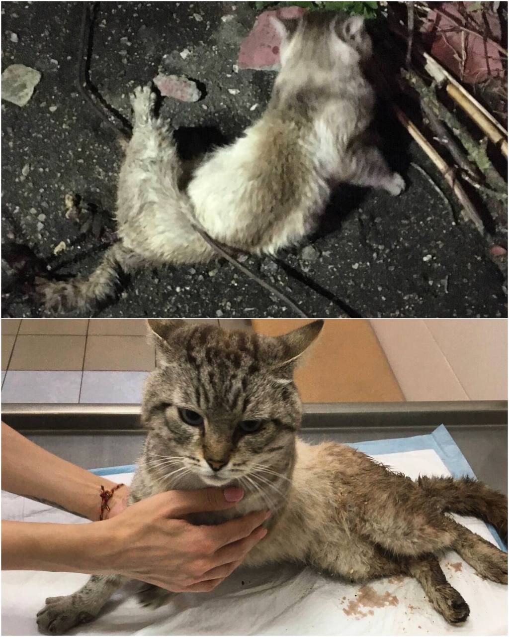 Коты над которыми издевались. Издевательство над животными. Коты над которыми издевались. Тревожный кот. Издевательство над животными.