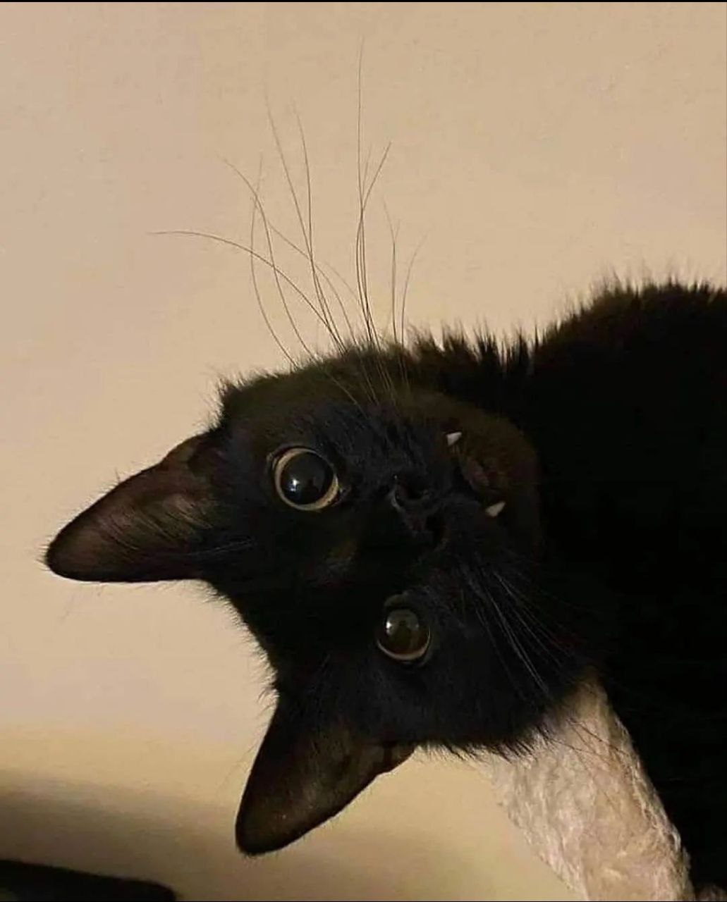 Telegram-канал Train Fit Women Спорт — @womentrain — TGStat