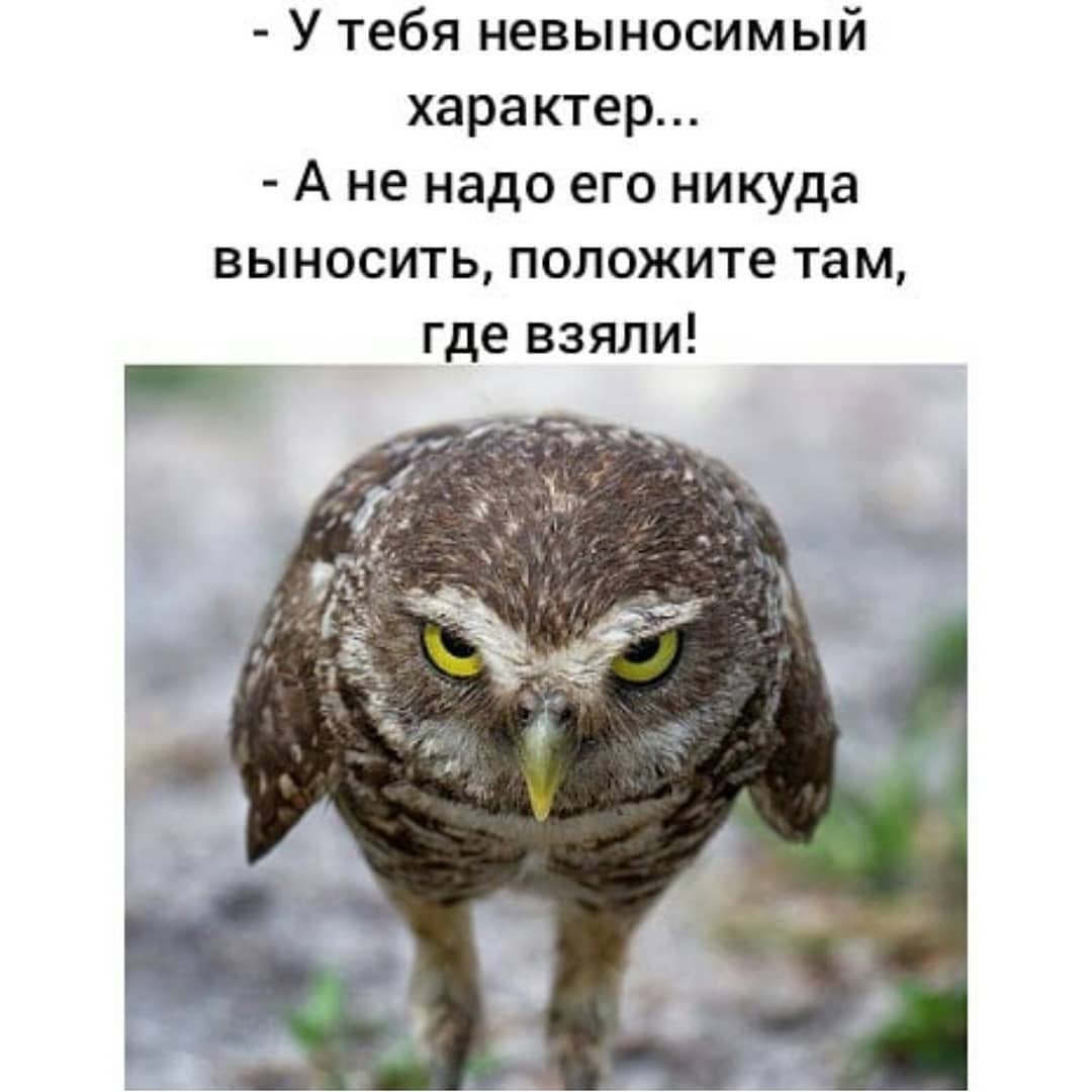 Задолбавшаяся сова