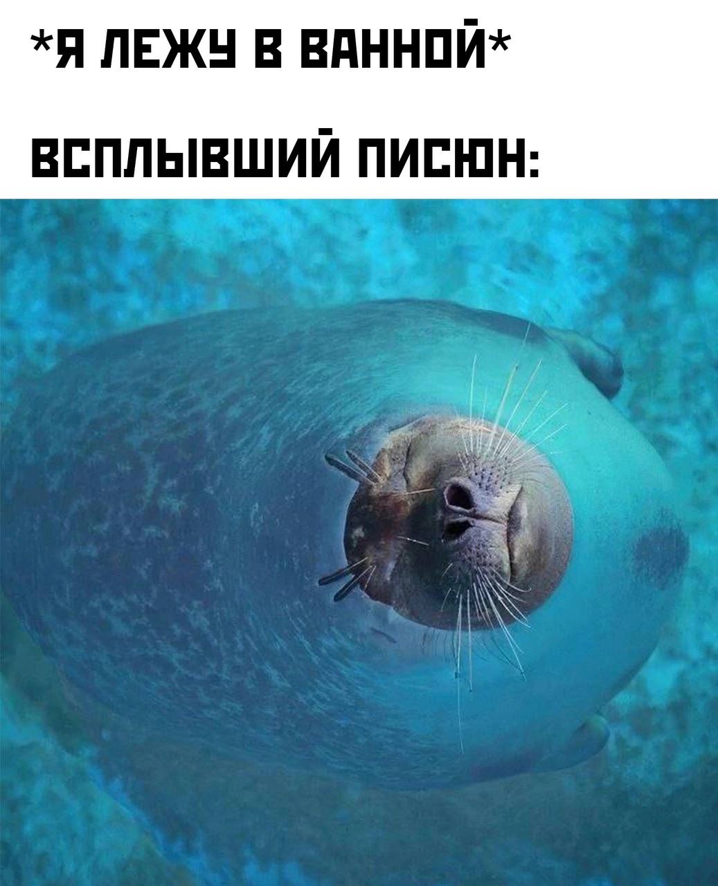 Спящий тюлень