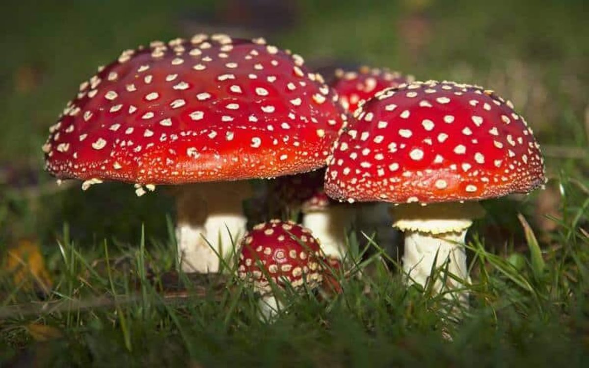 Грибы каждом. Мухомор красный (Amanita muscaria). Грибы Аманита Мускария. Мухомор желтоножковый. Мухомор мускарин.