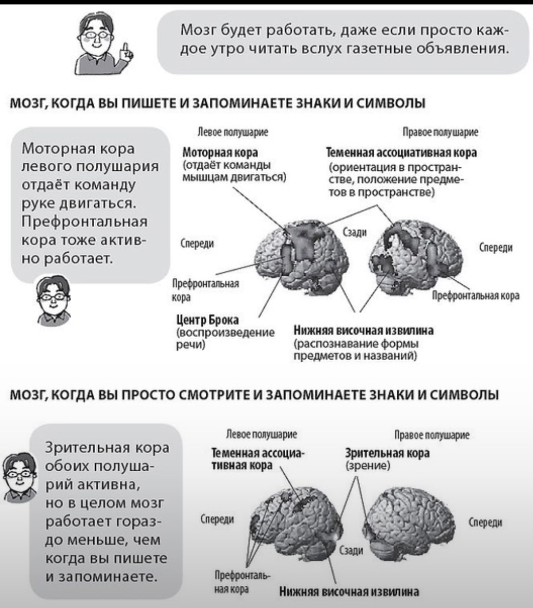 Упражнения для мозгов и памяти. Префронтальная кора мозга. Тренировка мозга. Интересные упражнения для мозга. Упражнения для тренировки мозга.