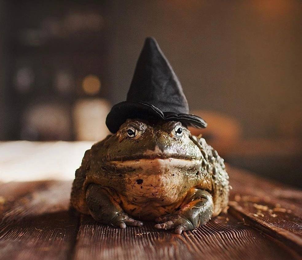 Жаба в ведьминской шляпе