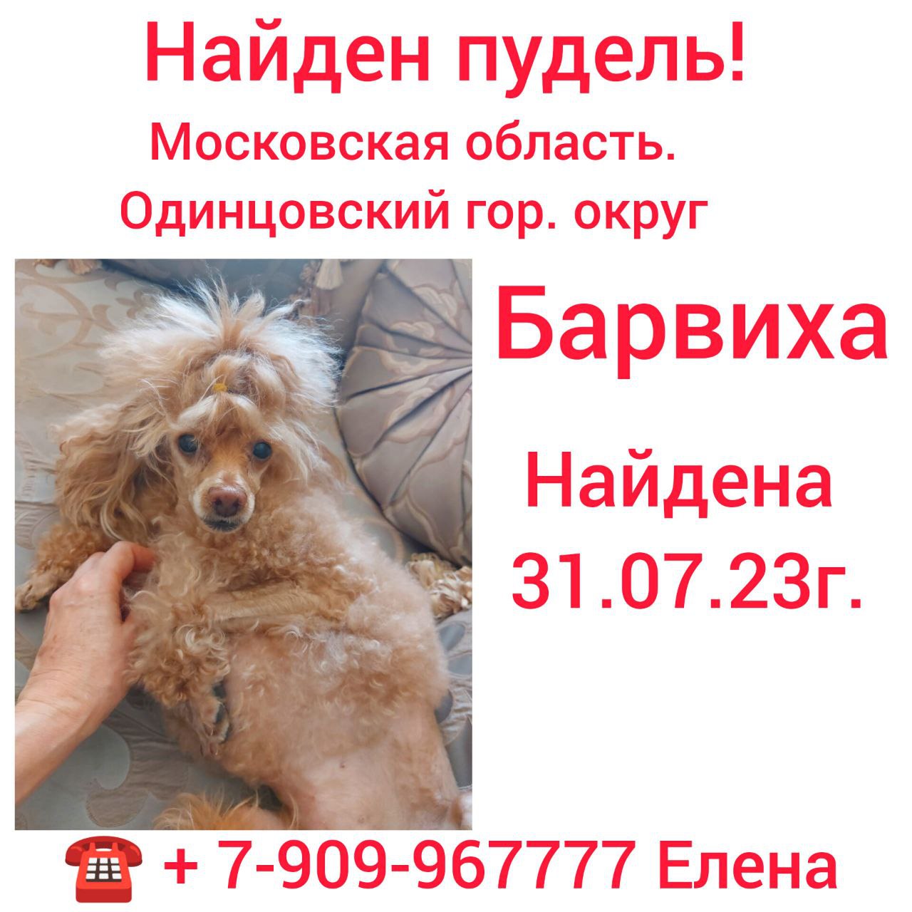 Пудель хелп в москве