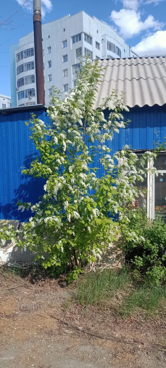 Купить Дом В Черемухово Курганской Области