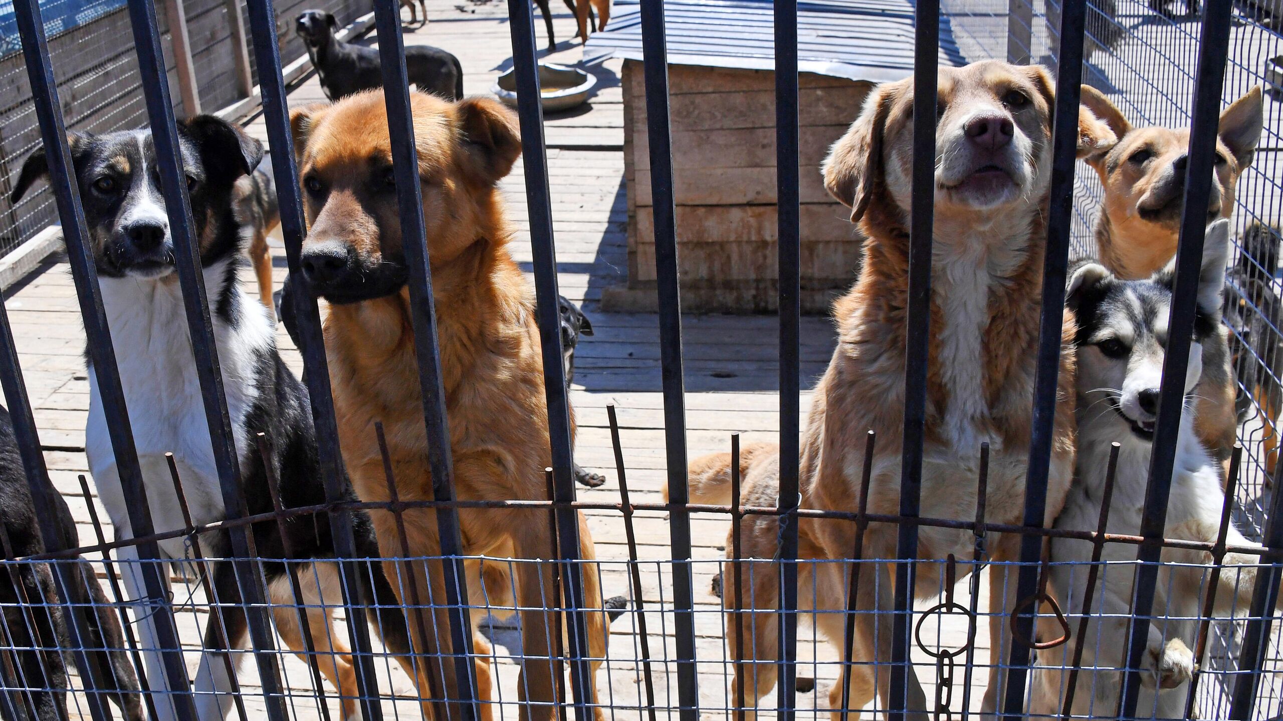 Приют для животных хатико. Приют для бродячих собак в Астрахани. Приют для собак. Бездомные собаки. Щенки в приюте.