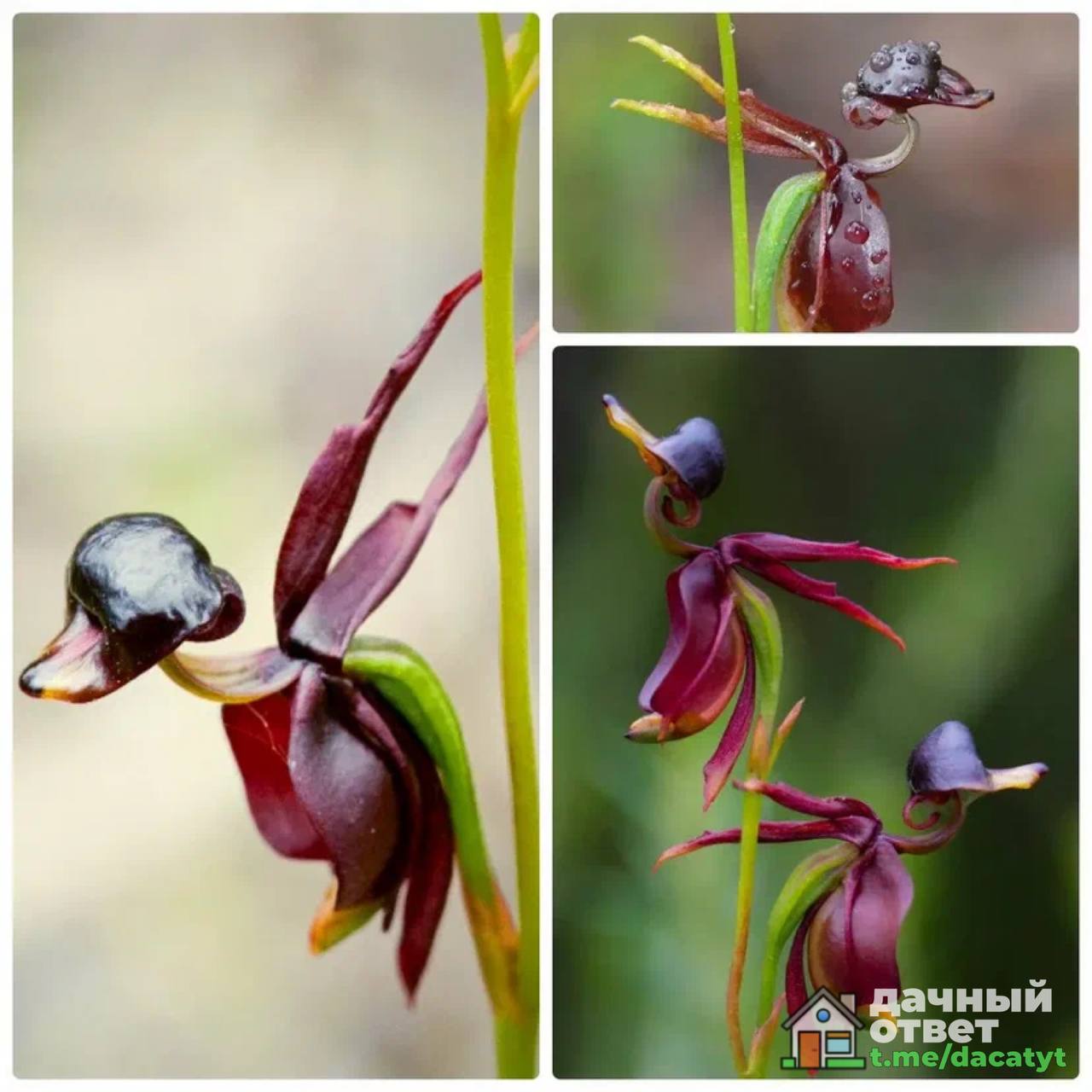 Caladenia melanema