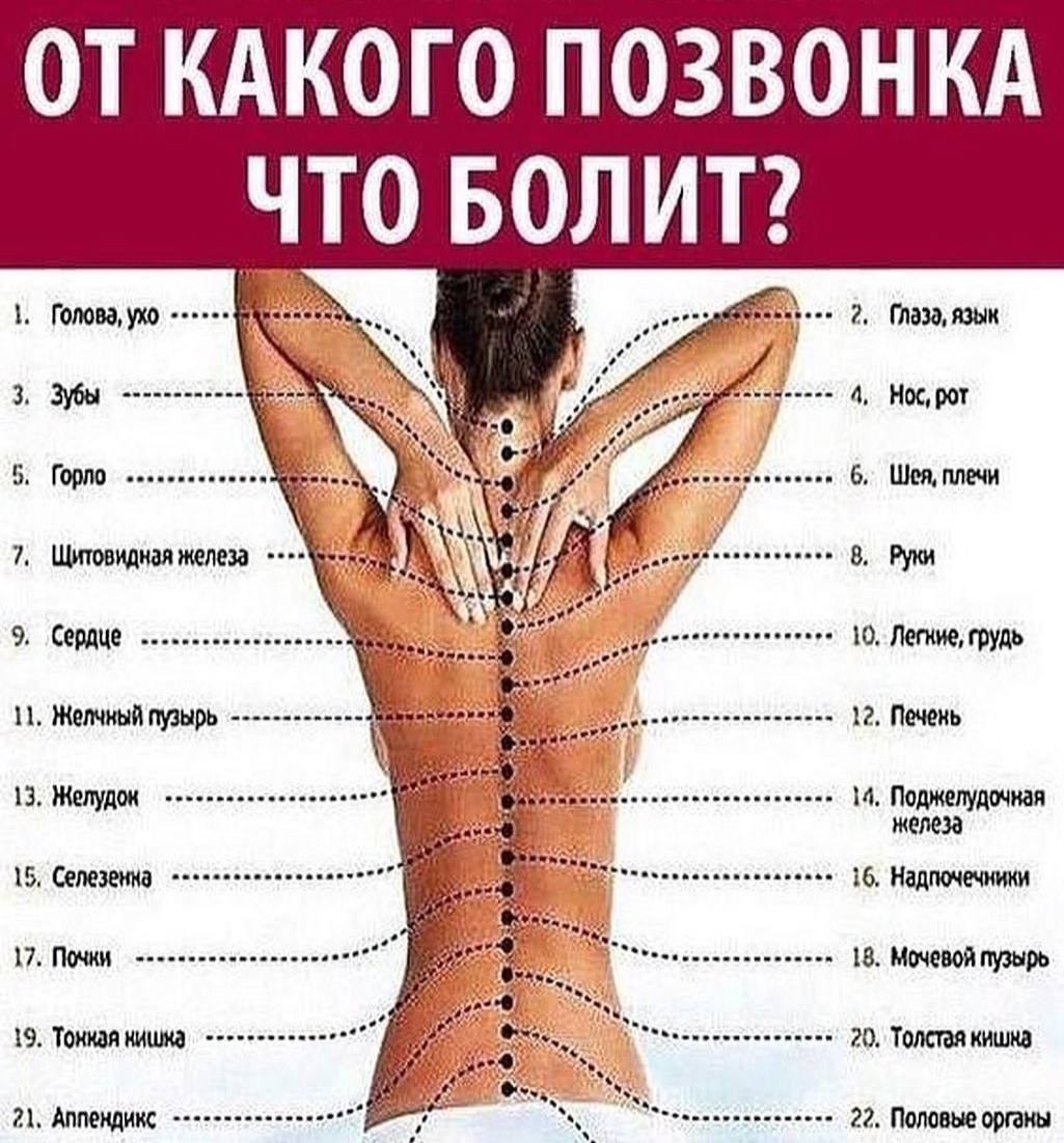 Где находится поясница. Болит позвоночник. Точки на спине для массажа. Упражнения для позвоночника. Точечный массаж спины.